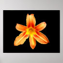 Recherche de orange tiger posters Fleur