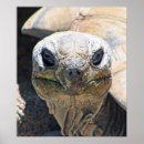 Search for turtle design posters Turtles