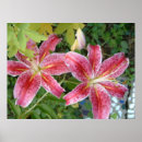 Search for stargazer lily posters Garden