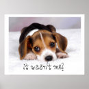 Recherche de innocent posters Chiot