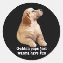 Search for golden retriever puppy stickers Retrievers