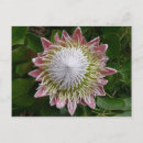 Search for giant flower postcards Garden