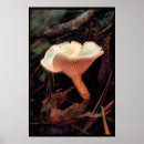 Search for toadstool photography Toadstools