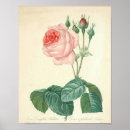 Search for pretty pink roses posters White