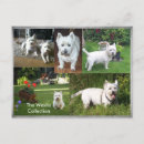 Recherche de westie cartes postales Montagne