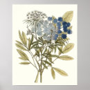 Search for floral lace posters Flowers