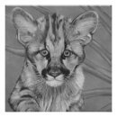 Recherche de gros chat posters Chats sauvages