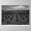Search for ansel adams fiat lux posters Ucr
