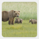 Search for sow stickers Cub