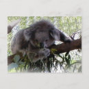 Recherche de marsupial cartes postales Arbre