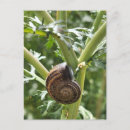 Recherche de escargots cartes postales Pour tous