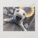 Search for german shepard postcards Cute
