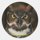 Search for great horned owls stickers Birds