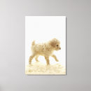 Search for poodle canvas prints Animals