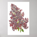 Search for lilac bushes posters For her