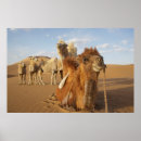 Recherche de camelus Animal