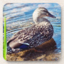 Recherche de ondulations photographie Canard