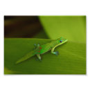 Recherche de geckos posters Animal