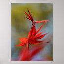Search for red maple leaf posters Tree