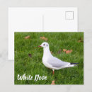 Search for bird lovers postcards Animal