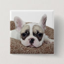 Search for domesticated pets buttons French bulldog