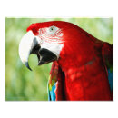 Recherche de aile rouge posters Faune