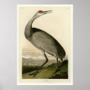 Search for hooping posters Birds