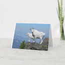 Search for mountain goat cards Goats