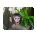 Search for monkey rectangular magnets Japanese macaque