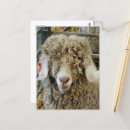 Recherche de angora cartes postales Chèvre