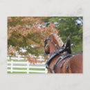 Recherche de belges cartes postales Chevaux