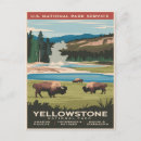 Search for yellowstone bison postcards Wilderness