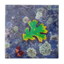 Search for acorn tiles Botanical