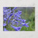 Search for agapanthus postcards Plant