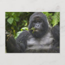 Search for silverback postcards Ape