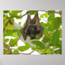 Search for fruit bat art Bats