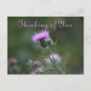 Recherche de chardons cartes postales Nature