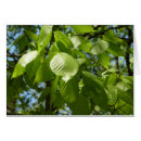 Recherche de feuille de bouleau vœux cartes Printemps