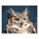 Recherche de corné art Hibou