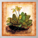 Search for primrose flowers posters Retro