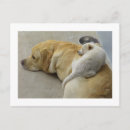 Search for no breeding postcards Funny
