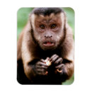 Recherche de monkeys magnets Animal