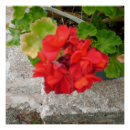 Recherche de fleurs rouges posters Jardin