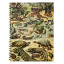 Search for tortoise notebooks Reptiles