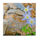 Recherche de teton grand carreaux Elizabeth boehm