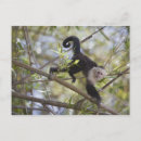 Recherche de capucine cartes postales Regarder la caméra