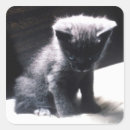 Search for cute cat pictures stickers Feline