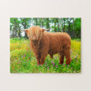 Search for highland cattle puzzles Bull