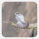 Search for falcon stickers Raptor