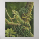 Search for iguanas posters Rainforest